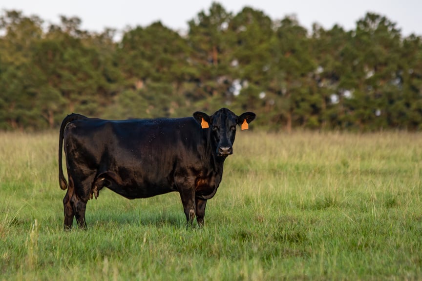 Angus cow green background