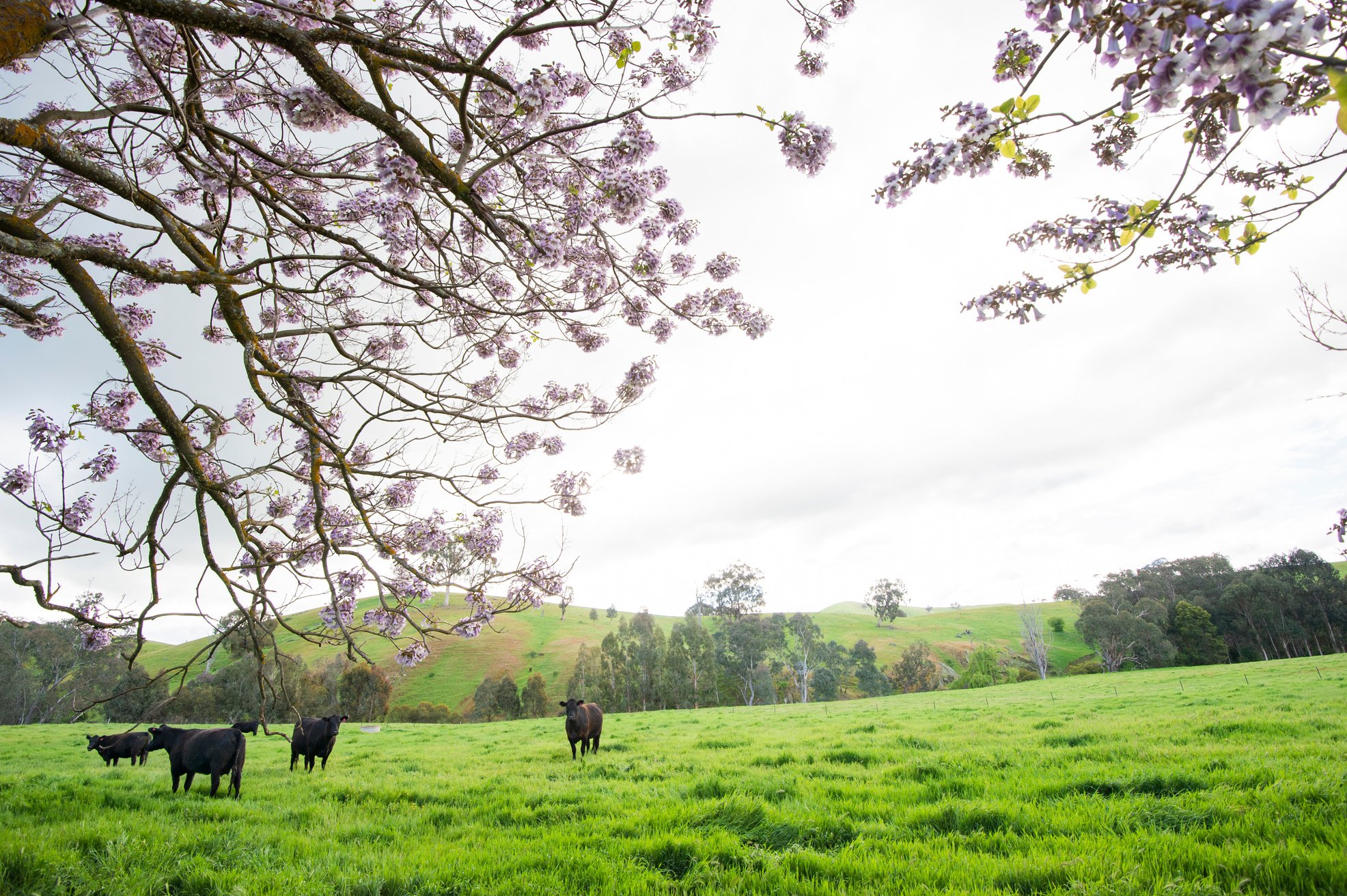 Australian Cattle Farming